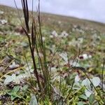 Ptilagrostis yadongensis Habit