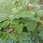 Rubus phoenicolasius Likasa