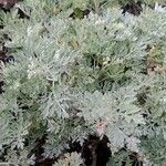 Artemisia vallesiaca Folha