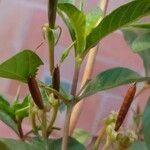 Ruellia tuberosa Froito