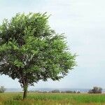 Ulmus minor Облик