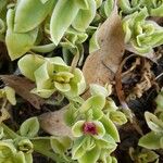 Mesembryanthemum cordifolium Folio