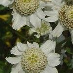 Achillea ptarmica 花