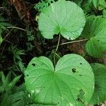 Piper umbellatum Leaf