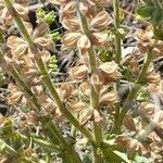 Salvia verbenaca Owoc