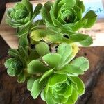 Aeonium castello-paivae 葉