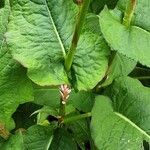Bistorta amplexicaulis Coajă