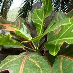 Codiaeum variegatum Blatt