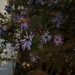 Symphyotrichum oblongifolium Flower