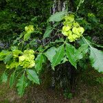 Ptelea trifoliata Fruchs