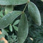 Guaiacum officinale Leaf