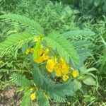 Chamaecrista fasciculata Bloem