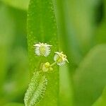 Galium spurium आदत