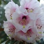 Rhododendron arizelum Flower