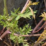 Lepidium montanum Elinympäristö
