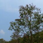 Erythrina variegata Цвят