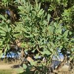 Leptospermum laevigatum Blad