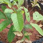 Vitex altissima Folha