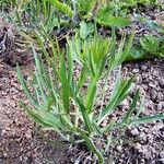 Falcaria vulgaris Leaf