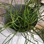 Juncus effususBlatt