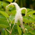 Saururus cernuus Flower