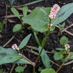 Persicaria maculosa 整株植物