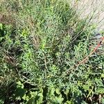 Euphorbia terracina Habit