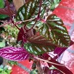Cissus javana Folha