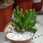 Crassula ovataLeaf