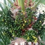 Chamaerops humilis Fruto