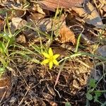 Gagea pratensis Flower