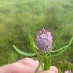 Polygala cruciata Květ