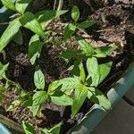 Persicaria punctata Liść