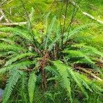 Blechnum spicantBlad