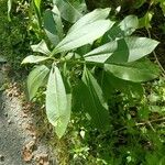 Asclepias purpurascens Leaf