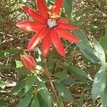 Passiflora coccinea Blomma