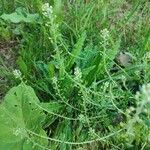 Lepidium campestreBlomst