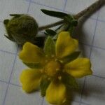 Potentilla neglecta Flower