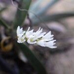 Bolusiella zenkeri Flower