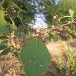 Callicarpa bodinieriПлід