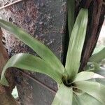 Aechmea caudata Blatt