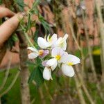 Lupinus mutabilis Blomst