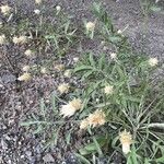 Centaurea diffusa Fleur