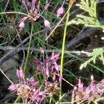 Allium carinatum Staniste