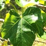Jatropha curcas Blatt