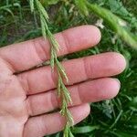 Lolium multiflorum Leaf