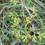 Selinum carvifolia Hoja