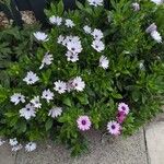Dimorphotheca jucunda Çiçek