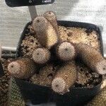 Mammillaria matudae Ліст