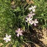 Phlox longifolia Vekstform